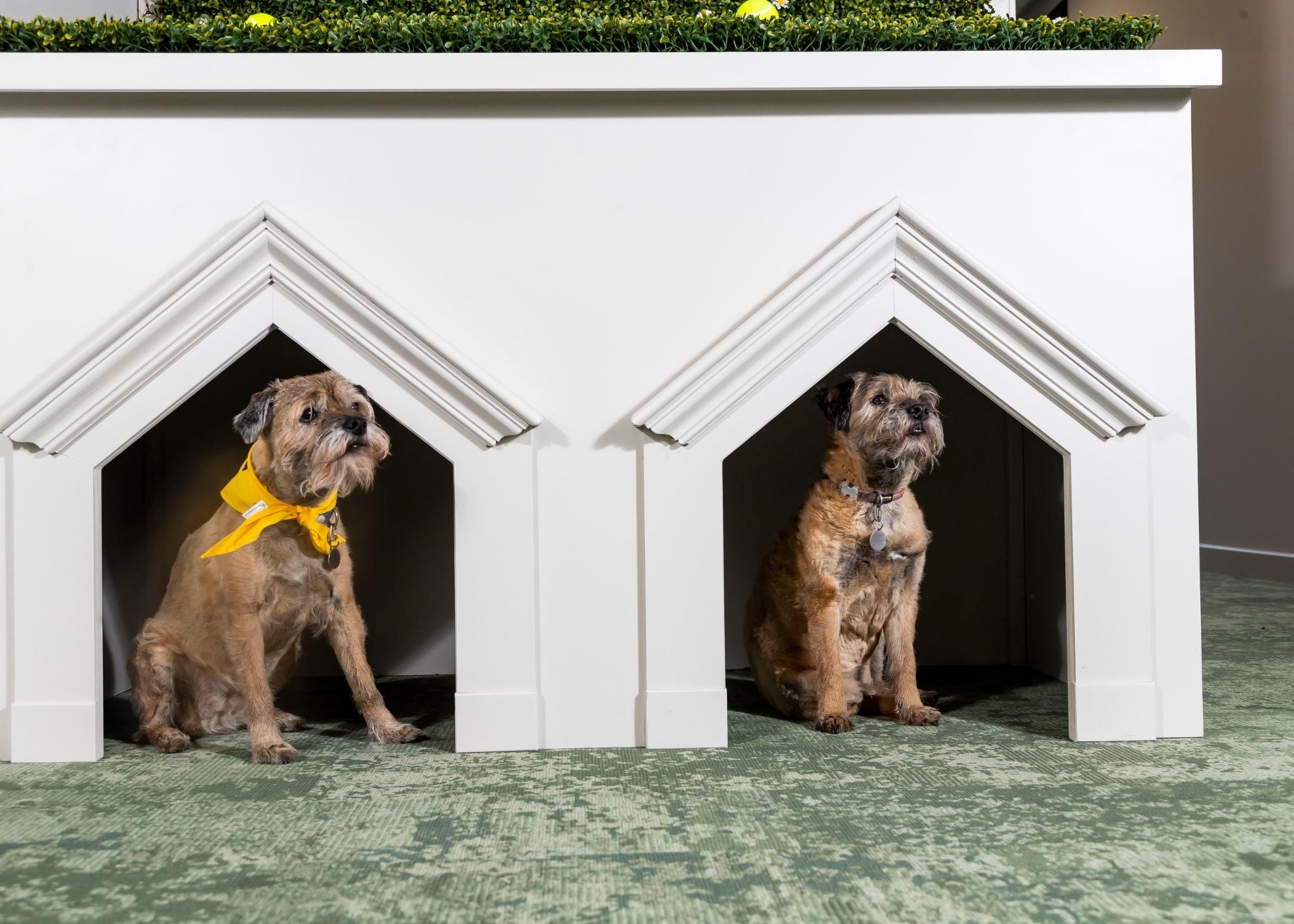 Is This The UK’s Most Pet-Friendly Office?