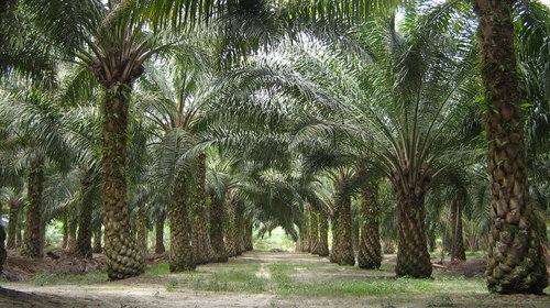 Biodiesel for transport and for generators could be fuelling tropical deforestation.