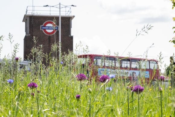 How Transport for London Will Deliver Biodiversity Net Gain Across Its Estate