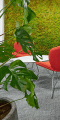 Aztec Plants