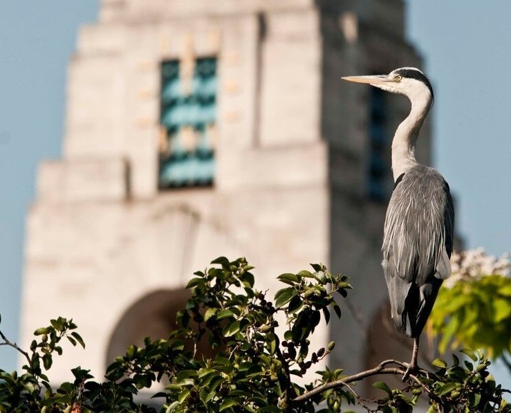 Heron in a tree