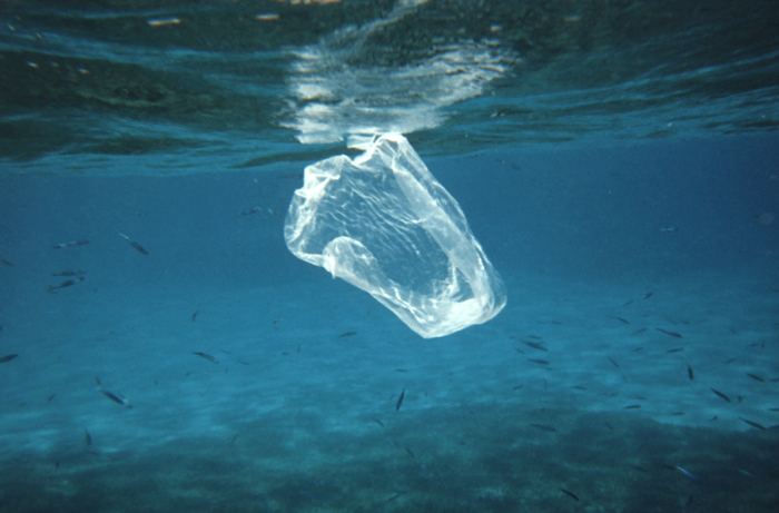 Plastic Bag Pollution