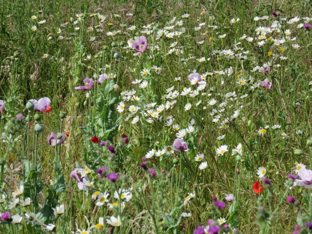 Why are Facilities Managers Getting Involved in No Mow May?