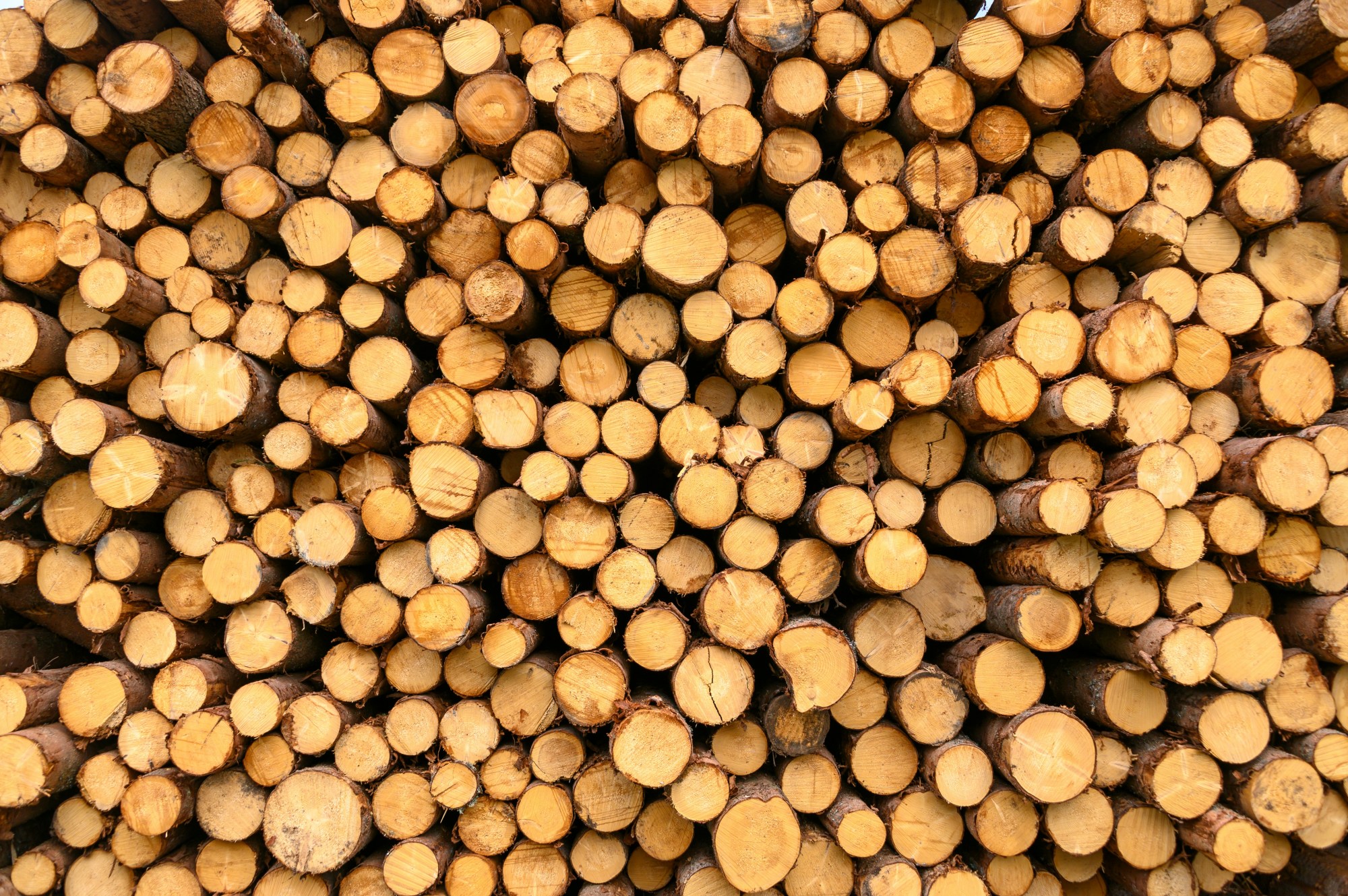 Government Proposes Plan to Increase Use of Timber in Construction 