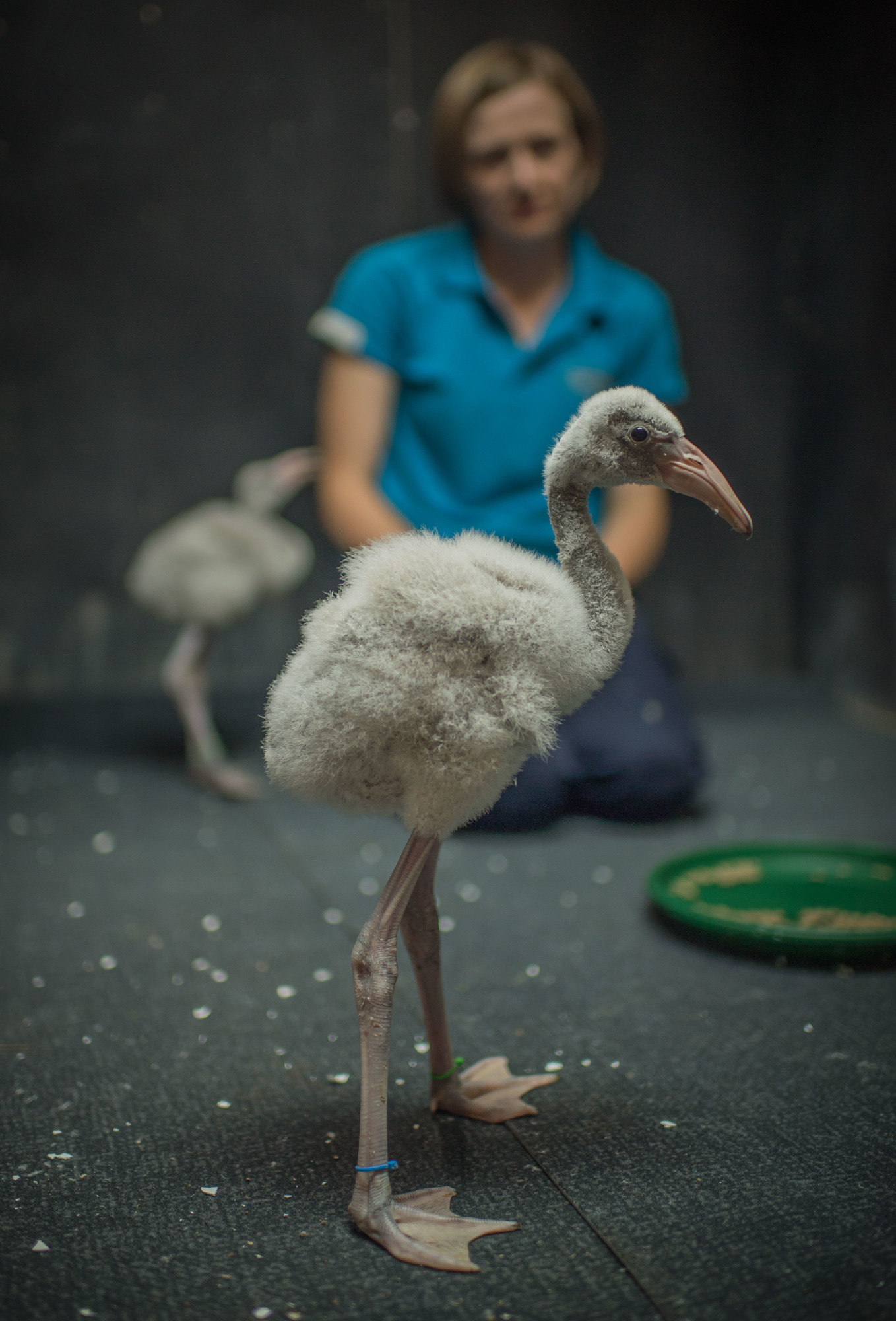 Flamingo chick at Chester Zoo