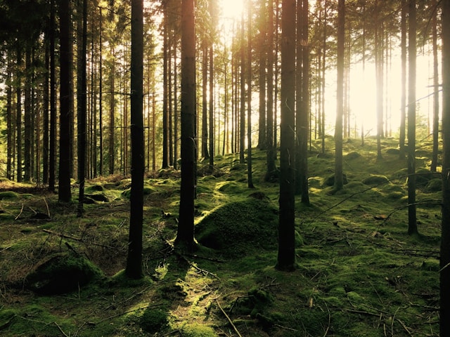 75% of Planning Applications Claim Biodiversity Net Gain Exemption