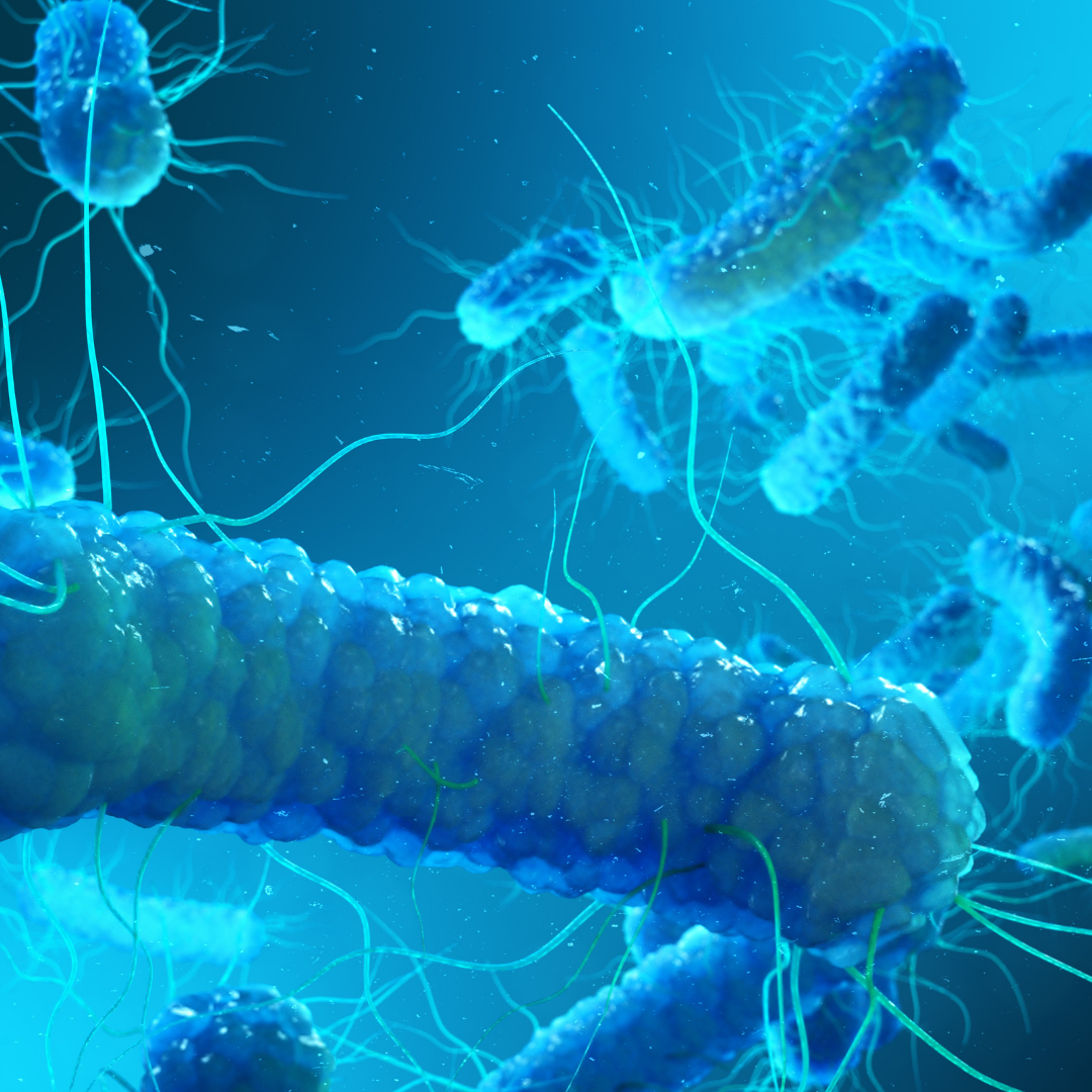 A close up image of Legionella
