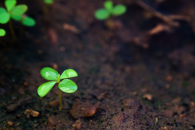 Biochar – The Latest Carbon-Friendly Material