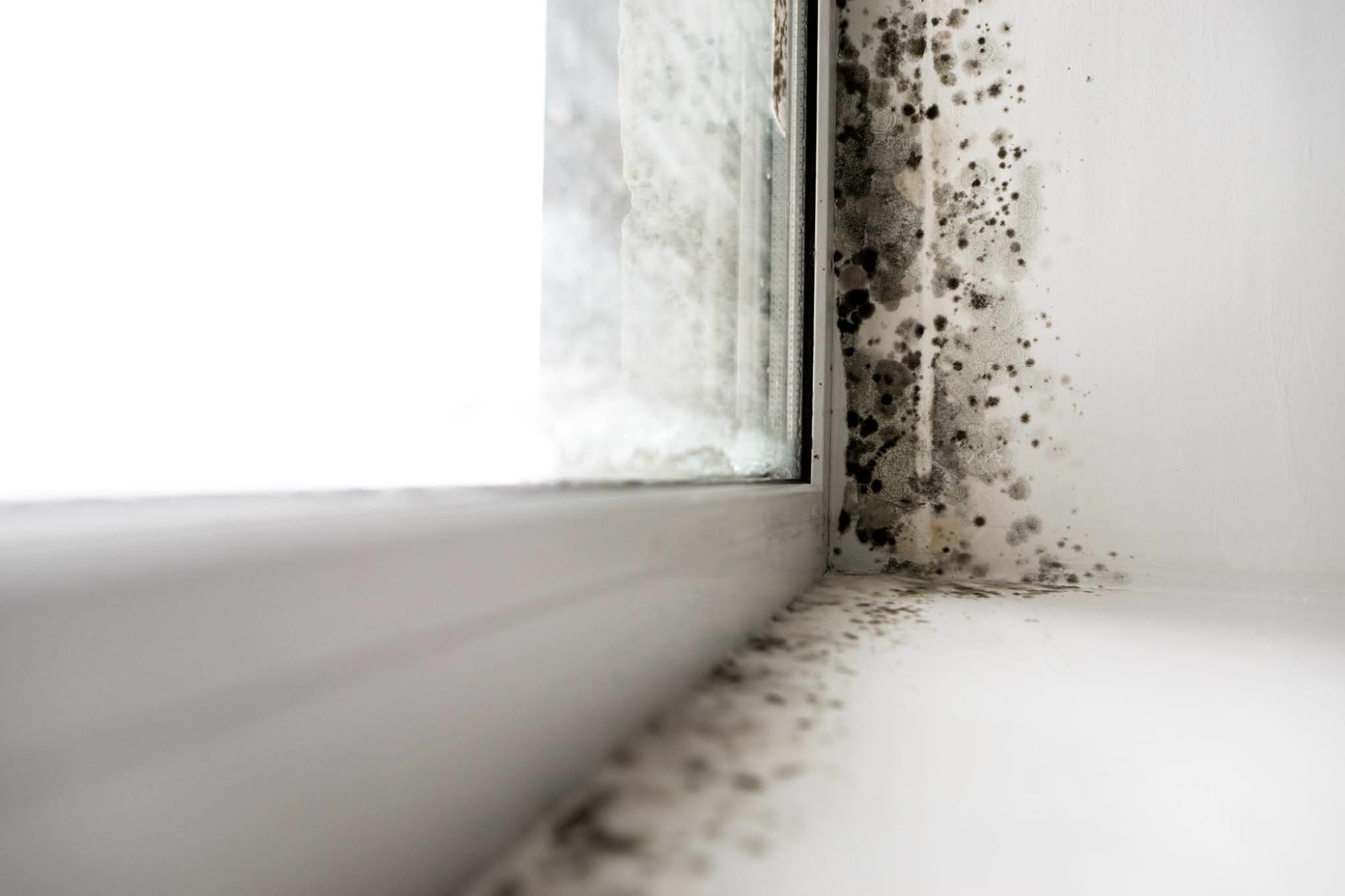 Five Tips to Minimise Mould Risk After Lockdown