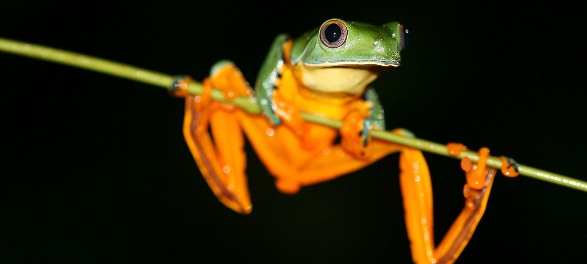 The Splendid Leaf frog from Ecuador