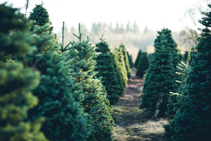 Recycling Christmas trees