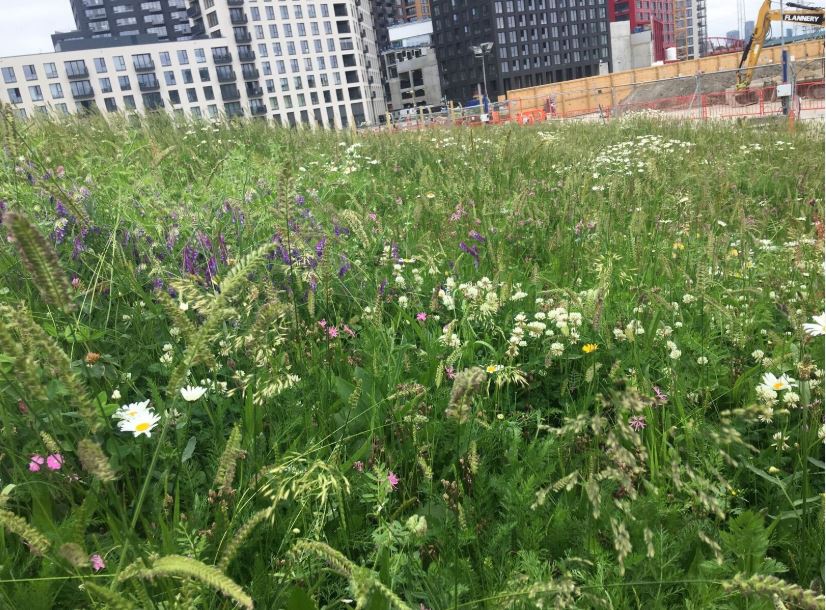 Wildflower Turf